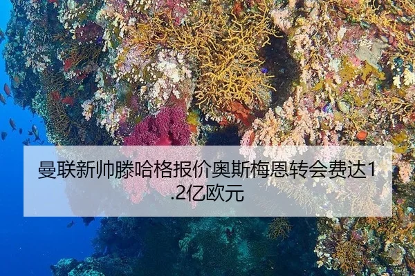 曼联新帅滕哈格报价奥斯梅恩转会费达1.2亿欧元